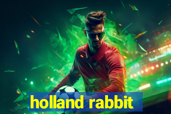 holland rabbit