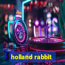 holland rabbit