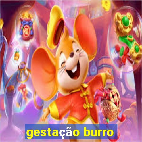 gestação burro