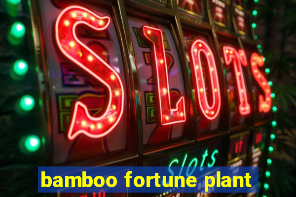 bamboo fortune plant