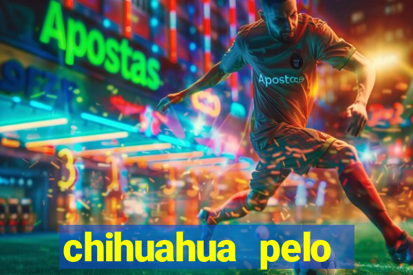 chihuahua pelo longo pre?o