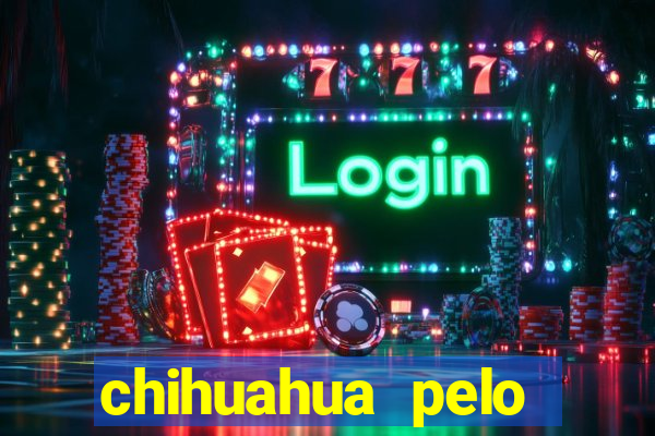 chihuahua pelo longo pre?o