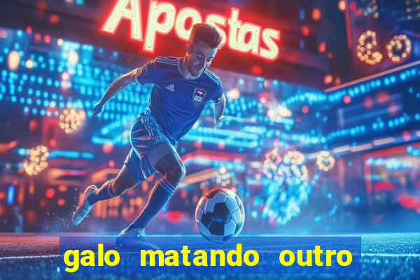 galo matando outro na espora