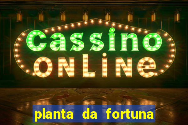 planta da fortuna e felicidade