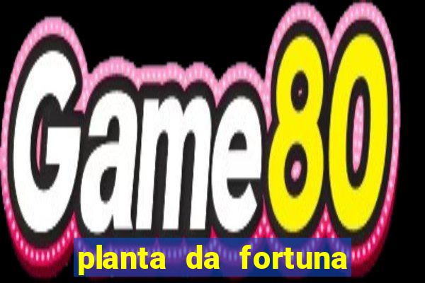 planta da fortuna e felicidade