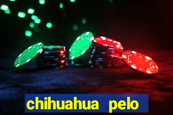 chihuahua pelo longo pre莽o