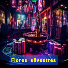 Flores silvestres brasileiras 25