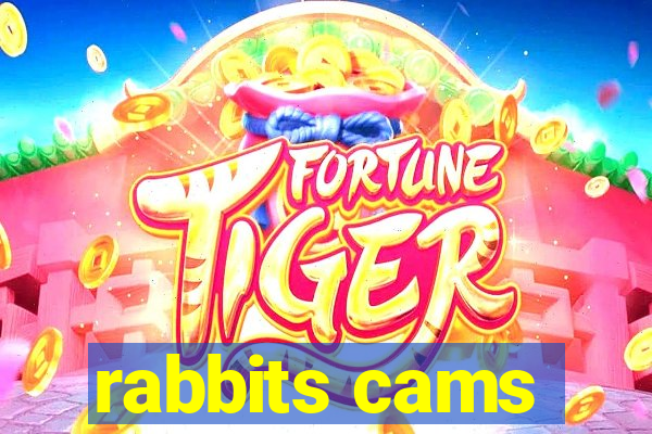 rabbits cams