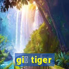 gi谩 tiger