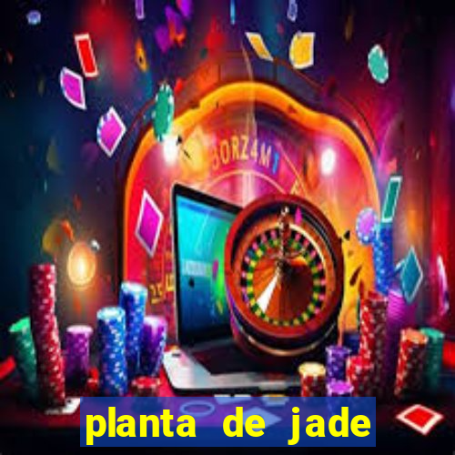 planta de jade significado espiritual