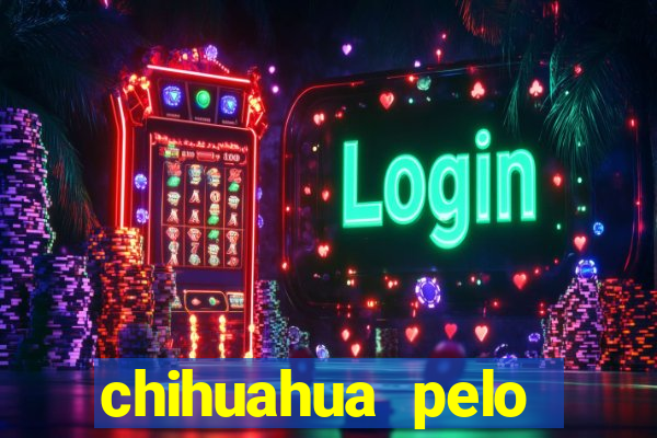 chihuahua pelo longo pre?o